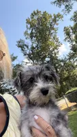 Shelby, a female Maltese and Yorkshire Terrier for sale in Leicester, NC – 3 of 10