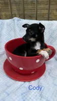 Cody, a male Chihuahua for sale in Leicester, NC – 4 of 10