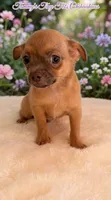 Shadow , a male Chihuahua for sale in Leicester, NC – 9 of 10