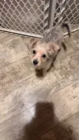 Addie, a female Yorkshire Terrier and Morkie for sale in Leicester, NC – 5 of 6