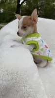 Tiny Tim, a male Chihuahua for sale in Leicester, NC – 2 of 10