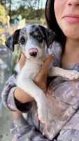 Maggie , a female Chihuahua for sale in Leicester, NC – 3 of 10