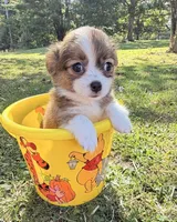 Brown Boy, a male Chihuahua for sale in Leicester, NC – 6 of 10