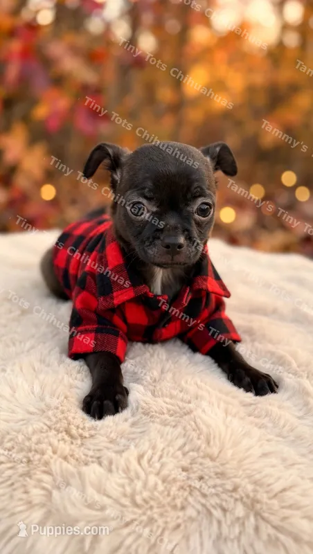 Shadow  – Chihuahua puppy for sale in Leicester, NC