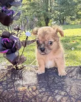 Girl, a female Chihuahua for sale in Leicester, NC – 5 of 10