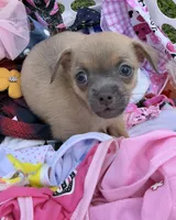 Fawn Boy, a male Chihuahua for sale in Leicester, NC – 8 of 10