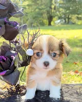 Brown Boy, a male Chihuahua for sale in Leicester, NC – 3 of 10