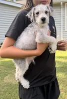 Sammy, a male Maltese for sale in Leicester, NC – 4 of 10