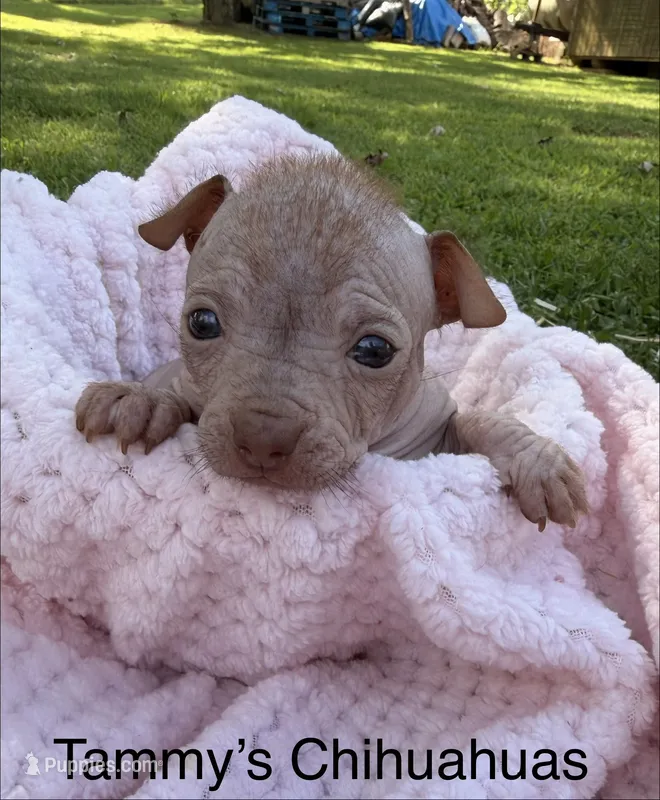 wrinkles – Chinese Crested puppy for sale in Leicester, NC