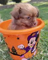 Tan Boy, a male Chihuahua for sale in Leicester, NC – 3 of 10