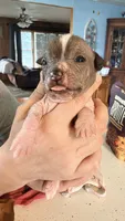 Dobby, a male Chihuahua and Chinese Crested for sale in Leicester, NC – 4 of 10