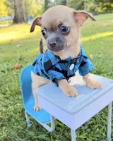 Fawn Boy, a male Chihuahua for sale in Leicester, NC – 5 of 10