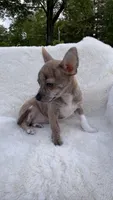 Willow, a female Chihuahua for sale in Leicester, NC – 3 of 10