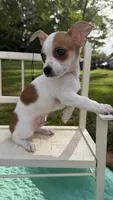 Toby , a male Chihuahua for sale in Leicester, NC – 10 of 10
