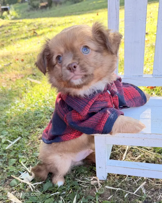 Tan Boy – Chihuahua puppy for sale in Leicester, NC