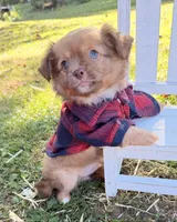 Tan Boy, a male Chihuahua for sale in Leicester, NC – 1 of 10