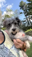 Shelby, a female Maltese and Yorkshire Terrier for sale in Leicester, NC – 5 of 10