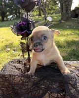 Fawn Boy, a male Chihuahua for sale in Leicester, NC – 6 of 10