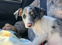 Maggie , a female Chihuahua for sale in Leicester, NC – 2 of 10