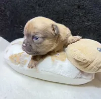 Toby, a male Chihuahua for sale in Leicester, NC – 4 of 8