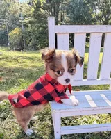Brown Boy, a male Chihuahua for sale in Leicester, NC – 9 of 10