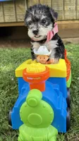 Sadie , a female Yorkshire Terrier for sale in Leicester, NC – 3 of 8