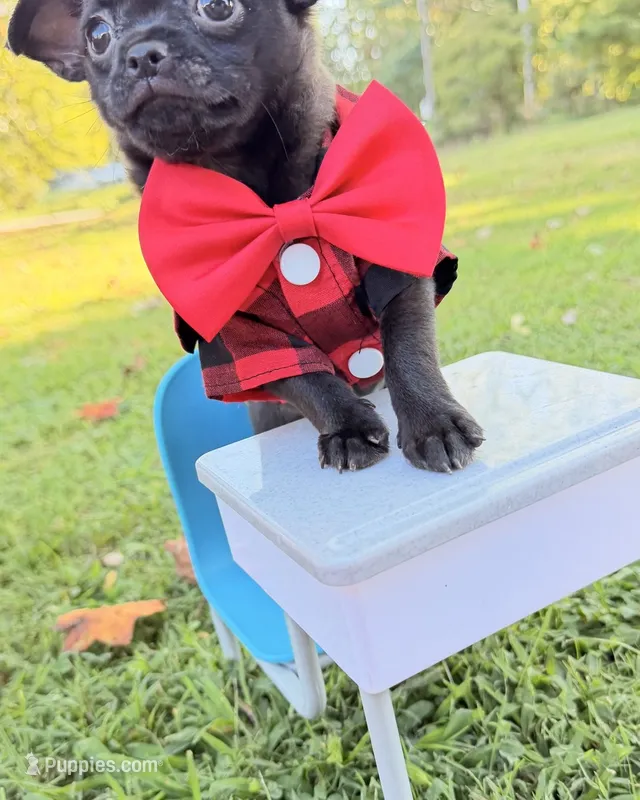 Black Boy – Chihuahua puppy for sale in Leicester, NC