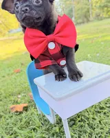 Black Boy, a male Chihuahua for sale in Leicester, NC – 1 of 10