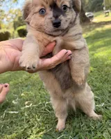 Bandit, a male Chihuahua for sale in Leicester, NC – 3 of 7