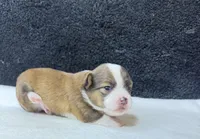Jack, a male Chihuahua for sale in Leicester, NC – 9 of 9