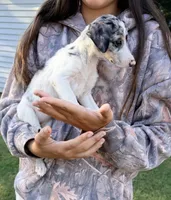 Maggie , a female Chihuahua for sale in Leicester, NC – 6 of 10