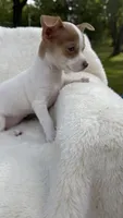 Jenny , a female Chihuahua for sale in Leicester, NC – 2 of 10
