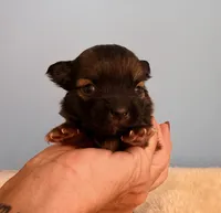 Finn, a male Chihuahua for sale in Leicester, NC – 8 of 10