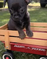 Black Boy, a male Chihuahua for sale in Leicester, NC – 9 of 10