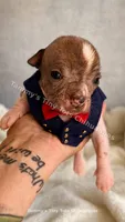 Dobby, a male Chihuahua and Chinese Crested for sale in Leicester, NC – 2 of 10