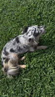 Cricket , a female Chihuahua for sale in Leicester, NC – 4 of 10