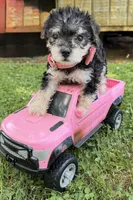 Sadie , a female Yorkshire Terrier for sale in Leicester, NC – 7 of 8