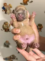 Toby, a male Chihuahua for sale in Leicester, NC – 8 of 8