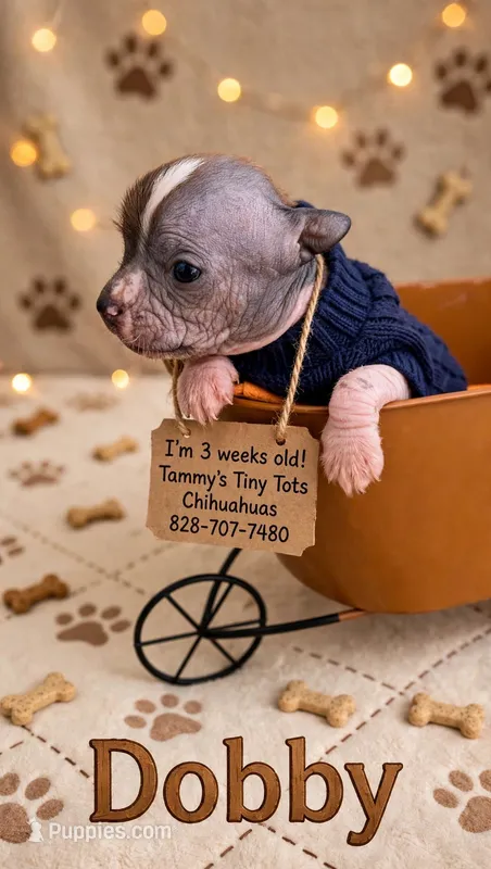 Dobby – Chihuahua, Chinese Crested puppy for sale in Leicester, NC