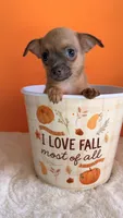 Biscuit, a male Chihuahua for sale in Leicester, NC – 9 of 10