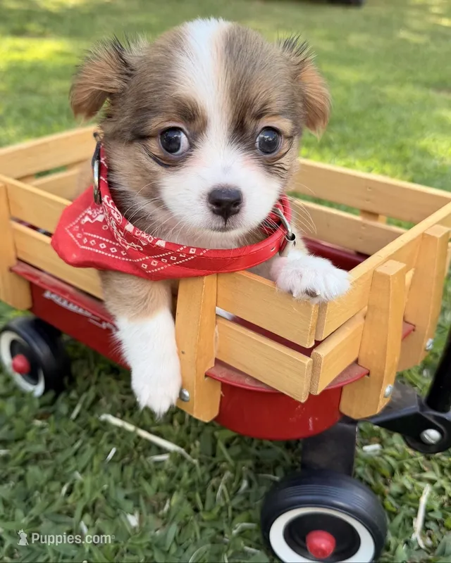 Brown Boy – Chihuahua puppy for sale in Leicester, NC