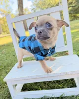 Fawn Boy, a male Chihuahua for sale in Leicester, NC – 4 of 10