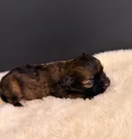 Finn, a male Chihuahua for sale in Leicester, NC – 7 of 10