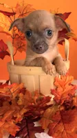 Biscuit, a male Chihuahua for sale in Leicester, NC – 5 of 10