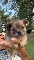 Dolly , a female Chihuahua for sale in Leicester, NC – 8 of 10