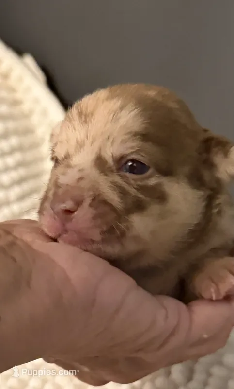 Rocky – Chihuahua puppy for sale in Leicester, NC