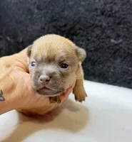 Toby, a male Chihuahua for sale in Leicester, NC – 2 of 8