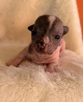 Dobby, a male Chihuahua and Chinese Crested for sale in Leicester, NC – 6 of 10