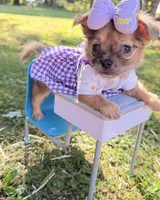 Girl, a female Chihuahua for sale in Leicester, NC – 3 of 10
