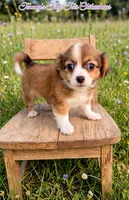 Oreo , a male Chihuahua for sale in Leicester, NC – 8 of 8